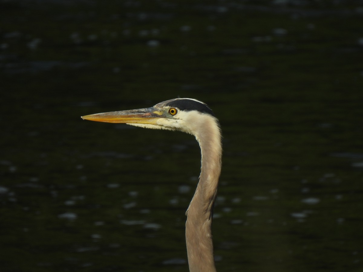 Great Blue Heron - ML340689331