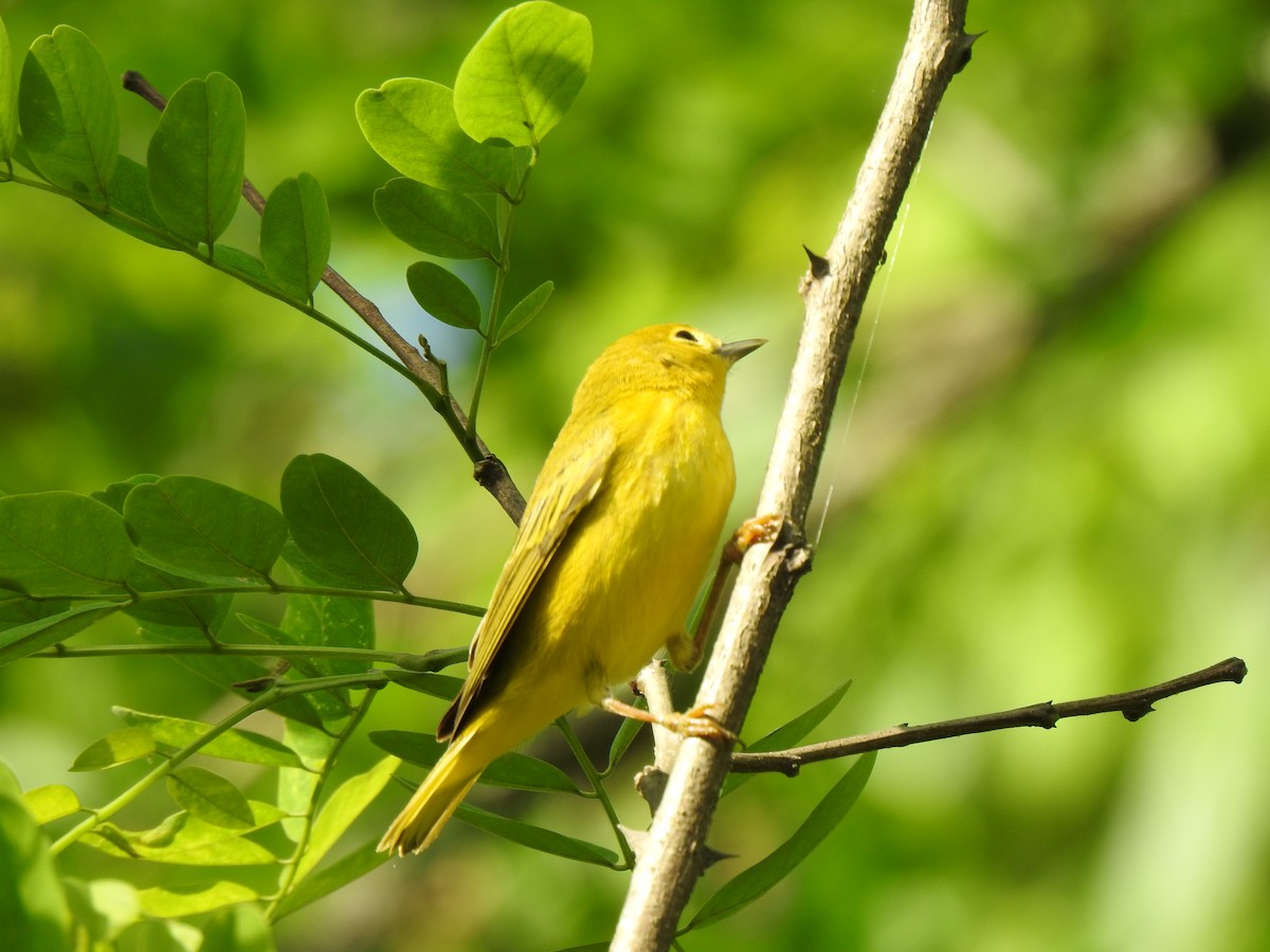 Yellow Warbler - ML340689341