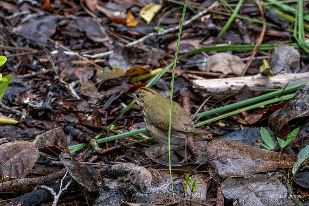 Ovenbird - ML340690771