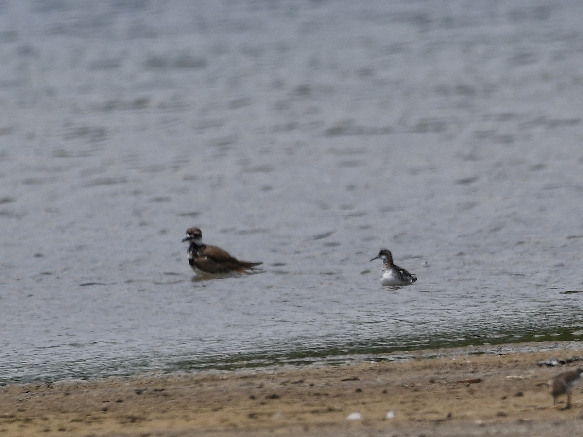 Red-necked Phalarope - ML340691511