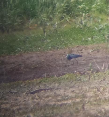 Tricolored Heron - ETHAN Wiist