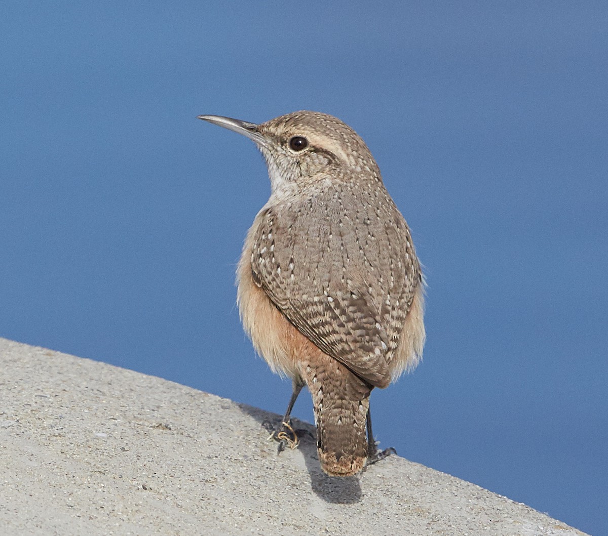 Rock Wren - ML34069311