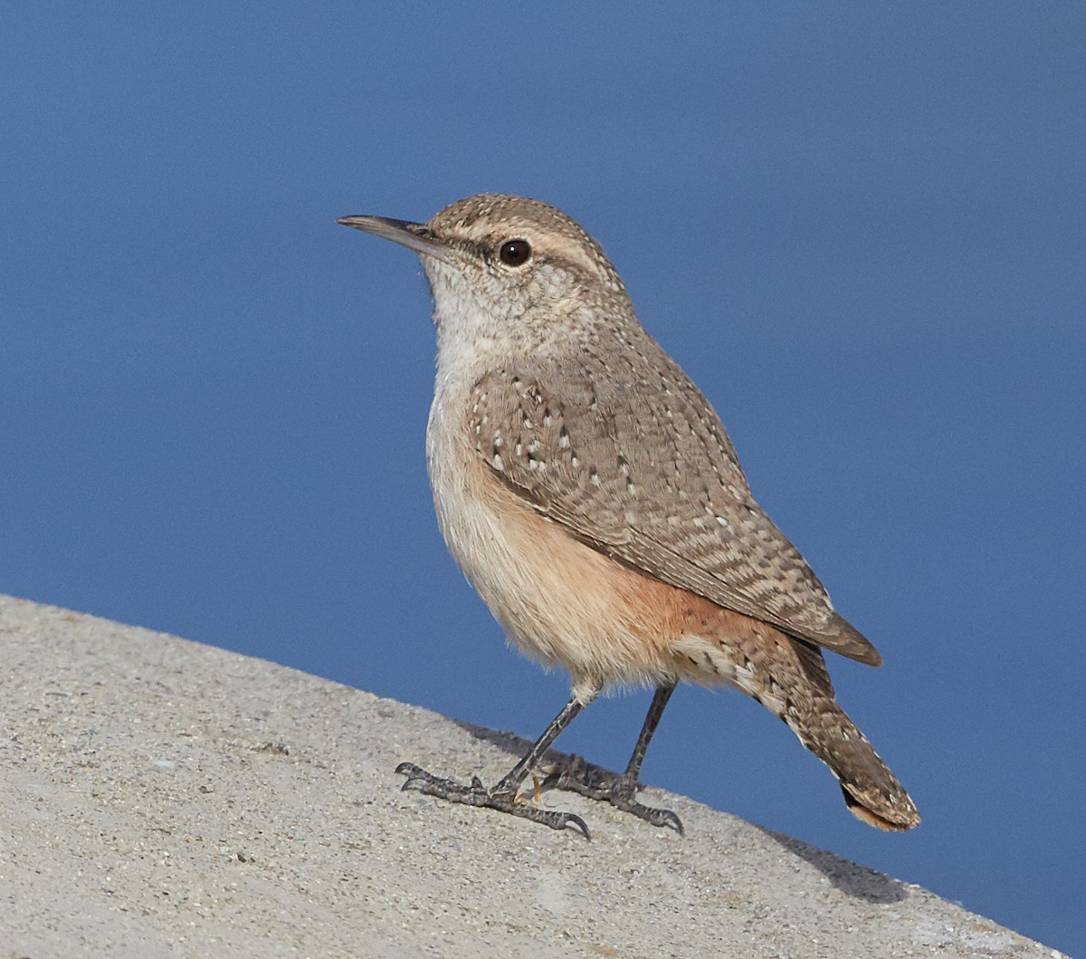 Rock Wren - ML34069321