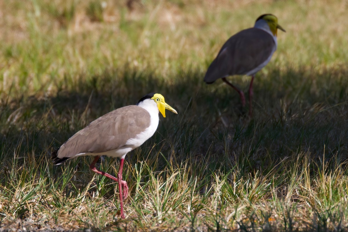 Masked Lapwing - Dennis Devers