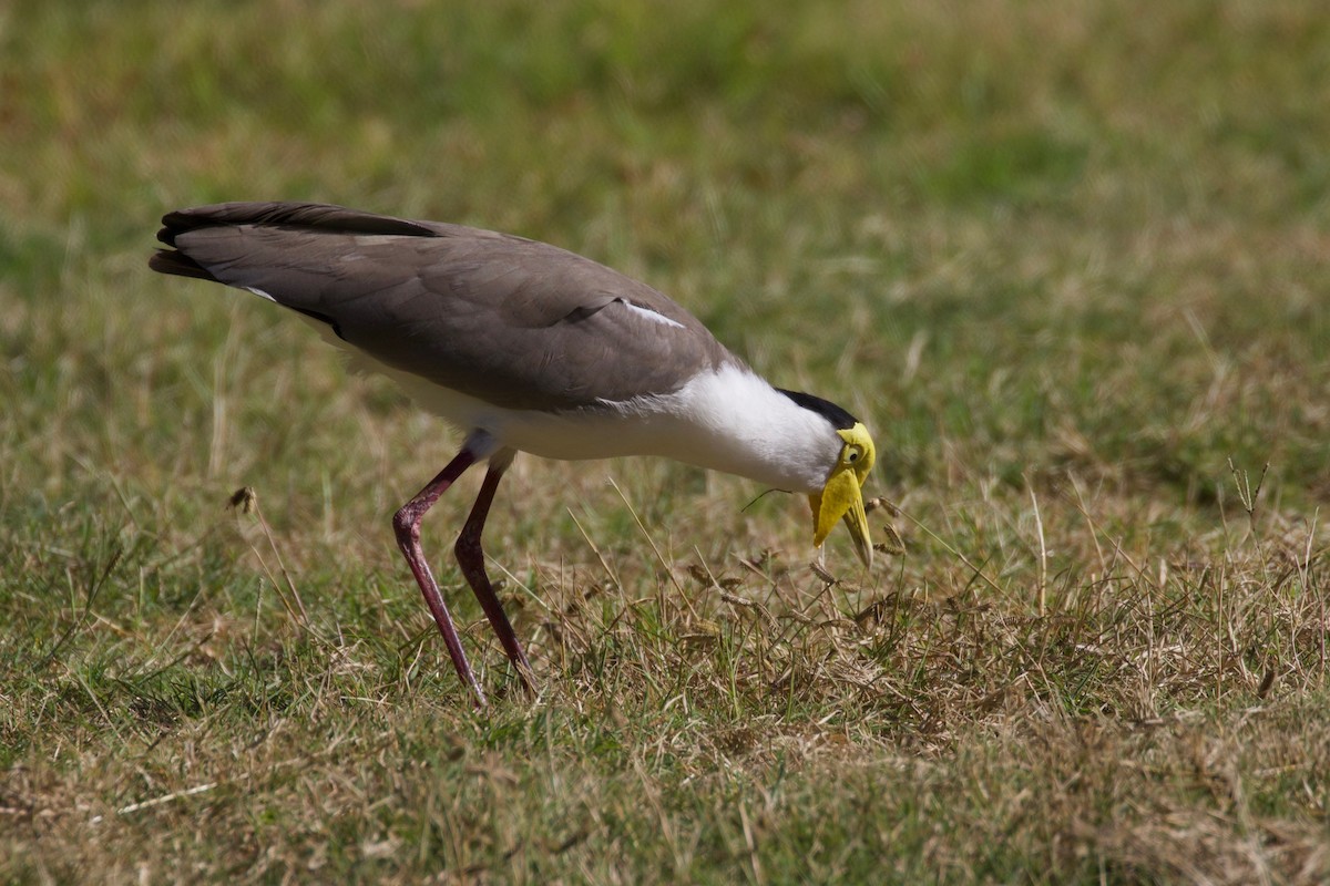 Masked Lapwing - Dennis Devers