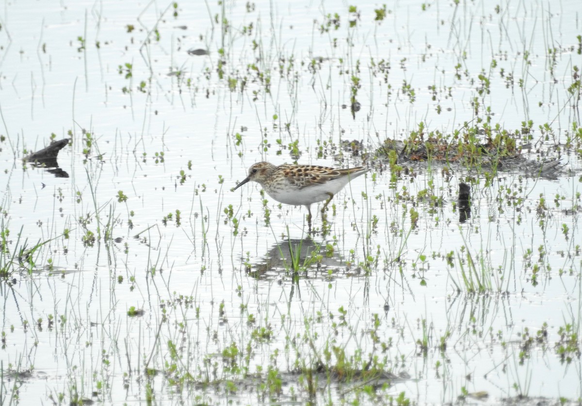 Least Sandpiper - Andy McGivern