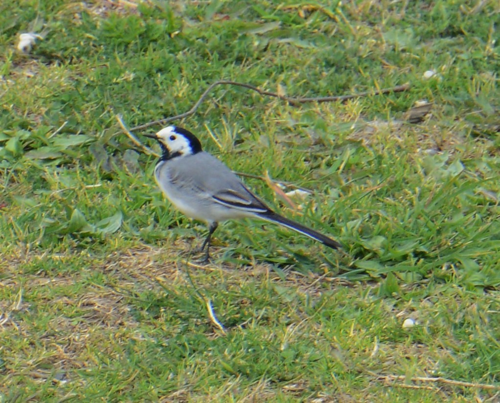 White Wagtail - ML34069661