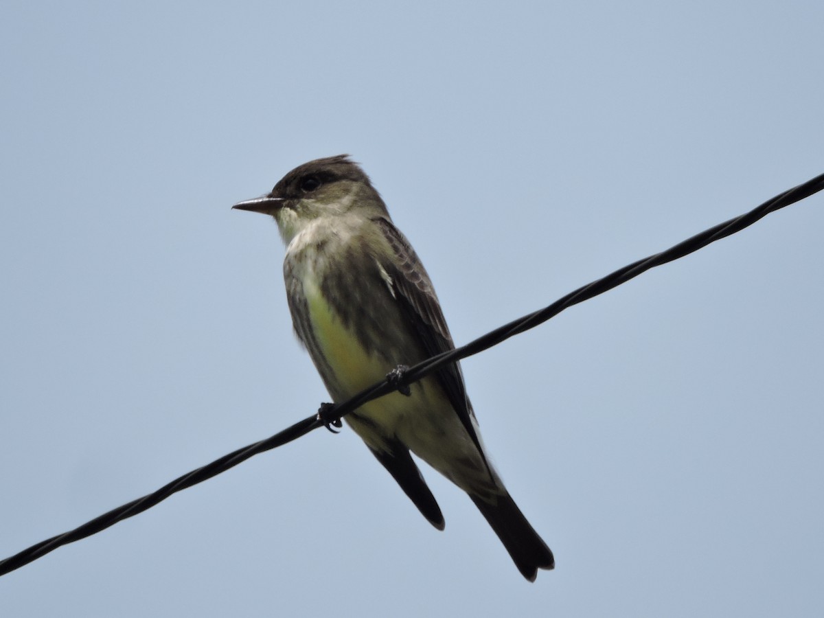 Olive-sided Flycatcher - ML340697921