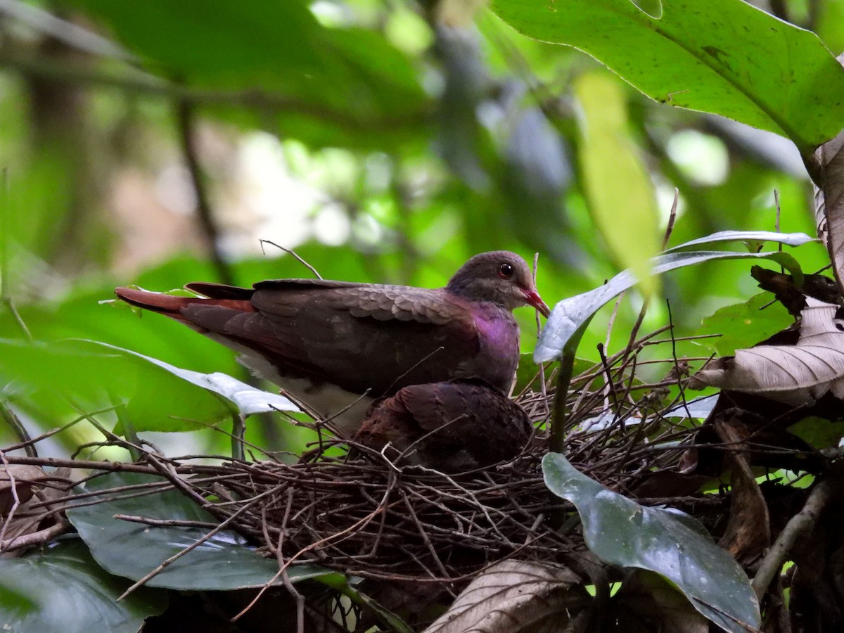 Violaceous Quail-Dove - ML340699241