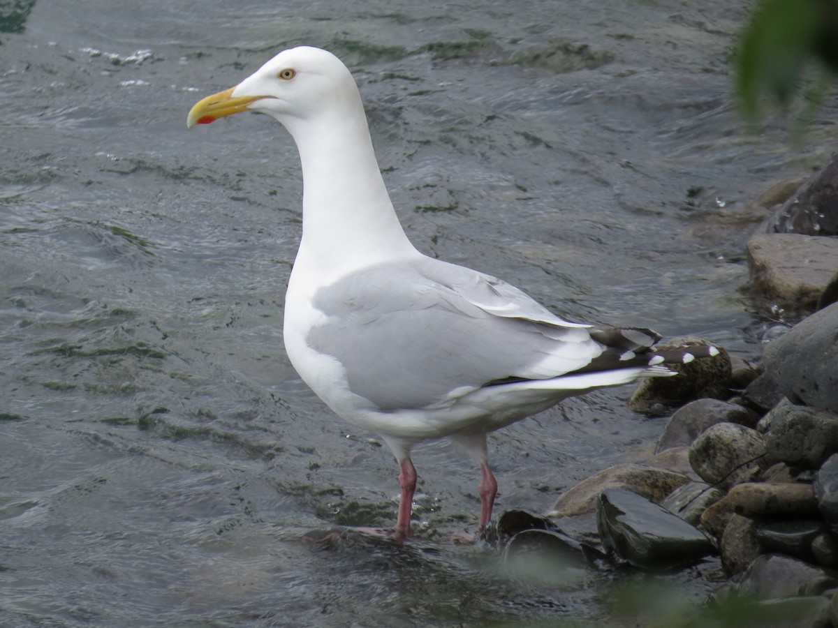 Goéland argenté - ML34070031