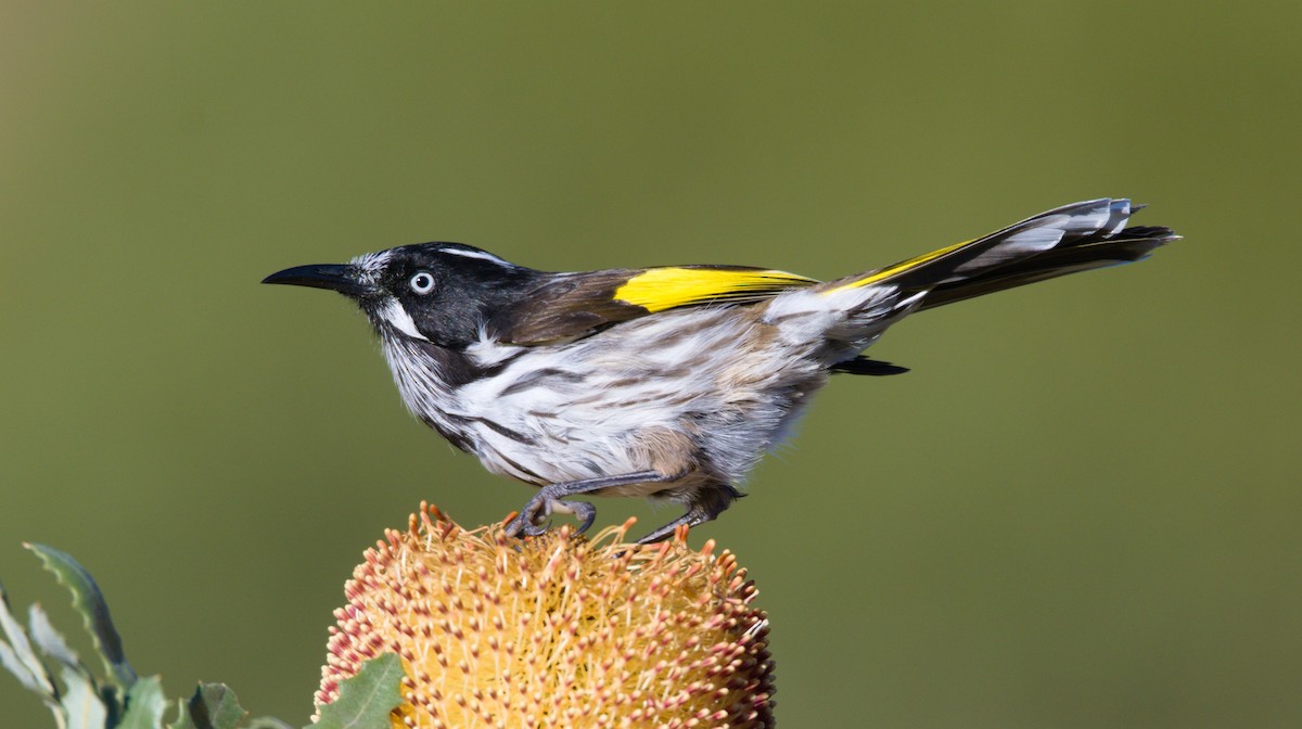 New Holland Honeyeater - ML340703291