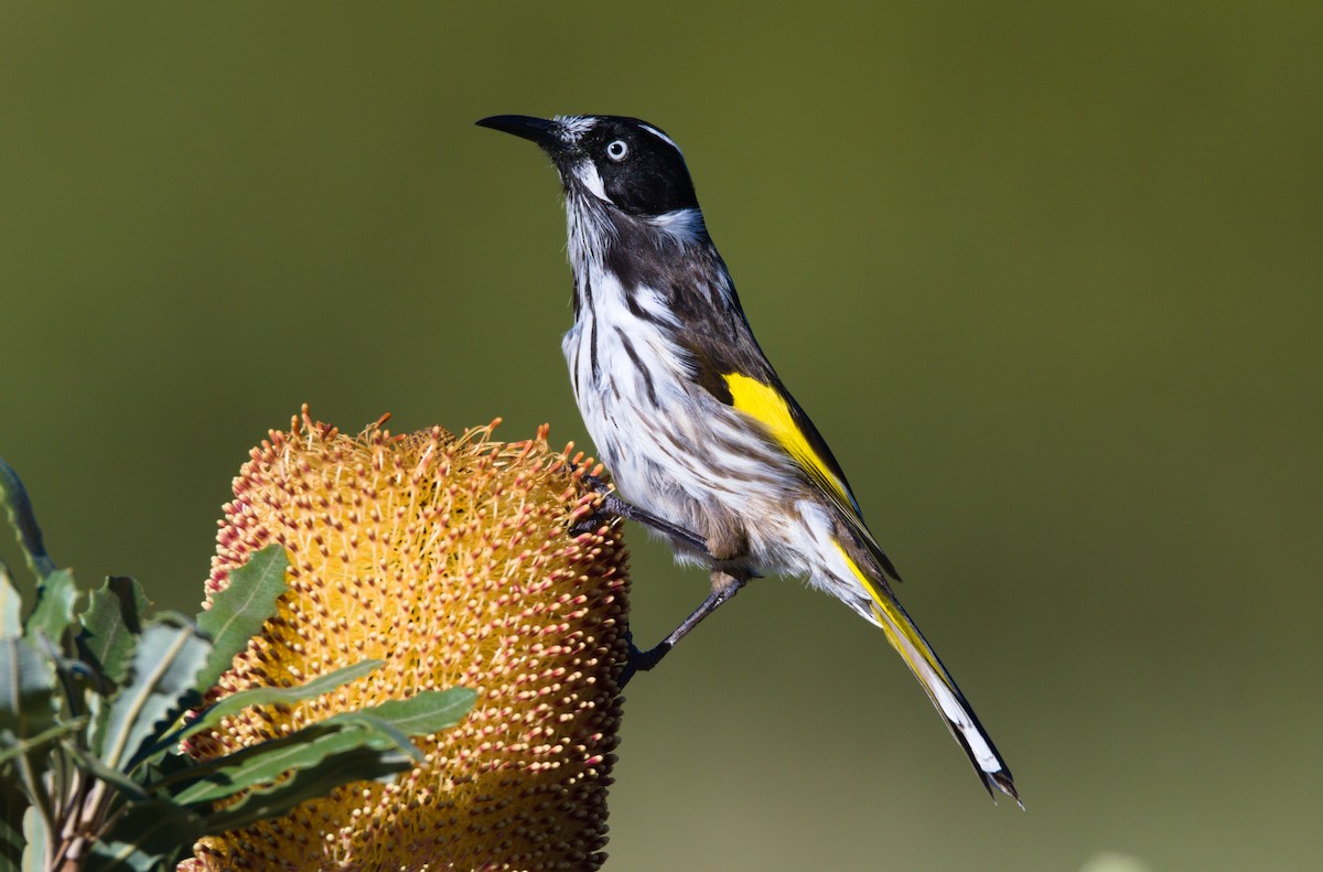 New Holland Honeyeater - ML340705101