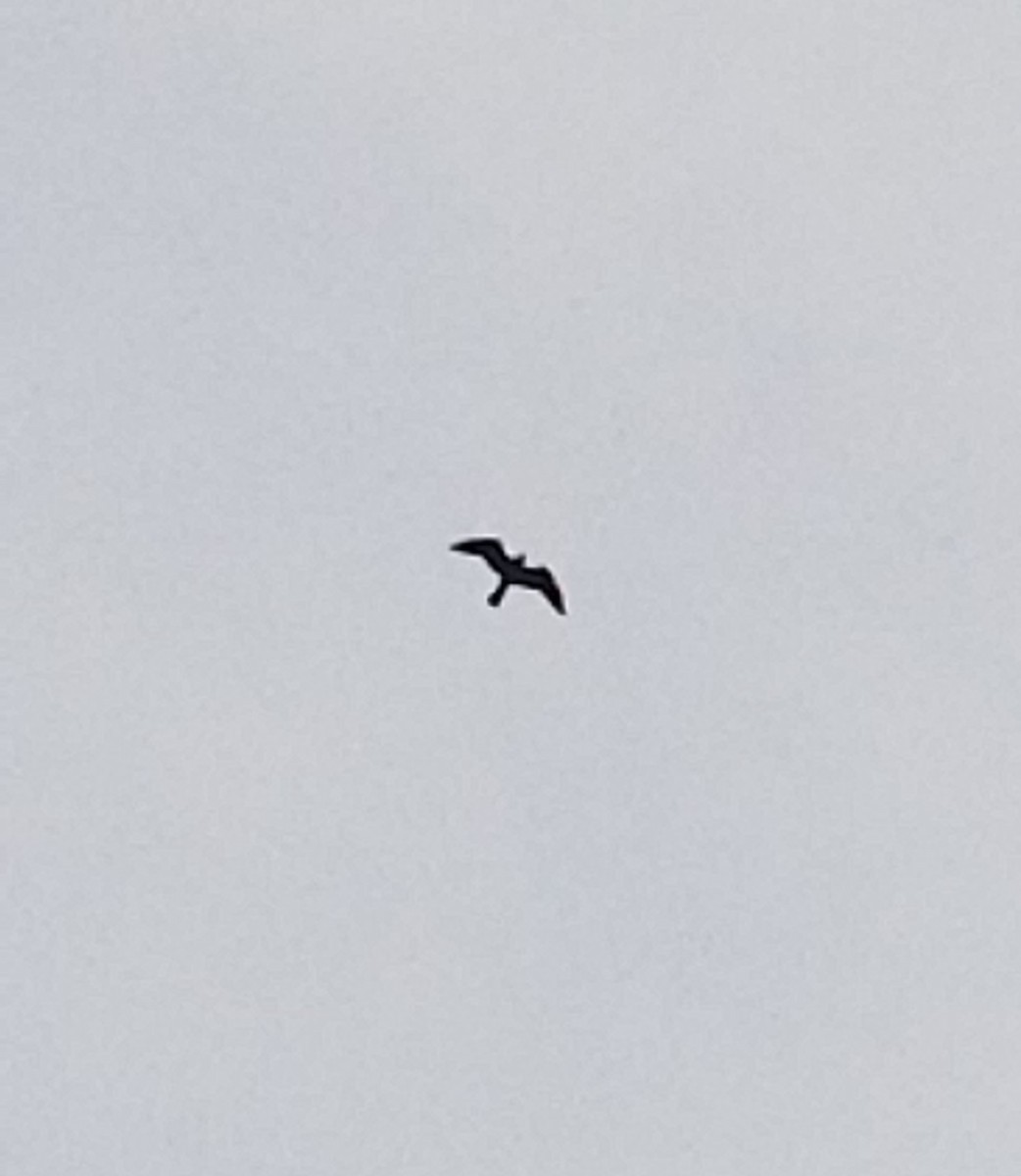 Mississippi Kite - ML340705841