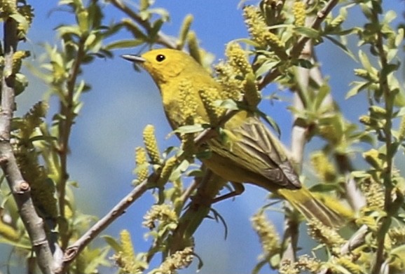 Yellow Warbler - Brook OConnor