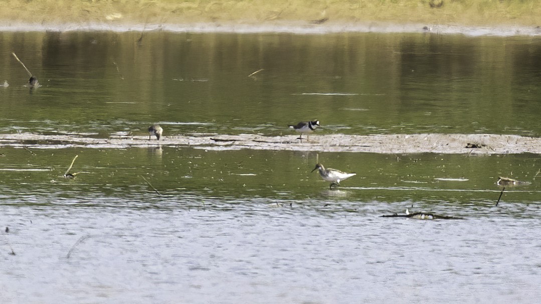 Red-necked Phalarope - ML340706611