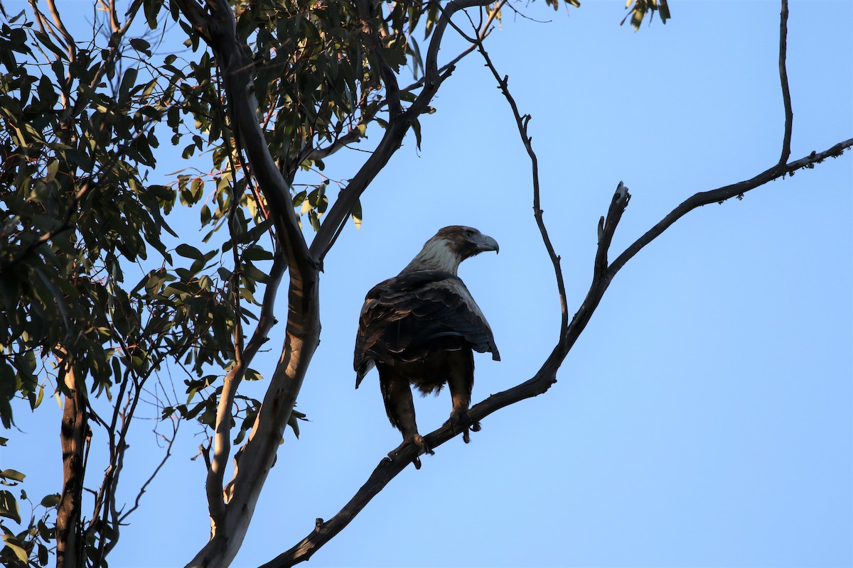 Águila Audaz - ML340706671