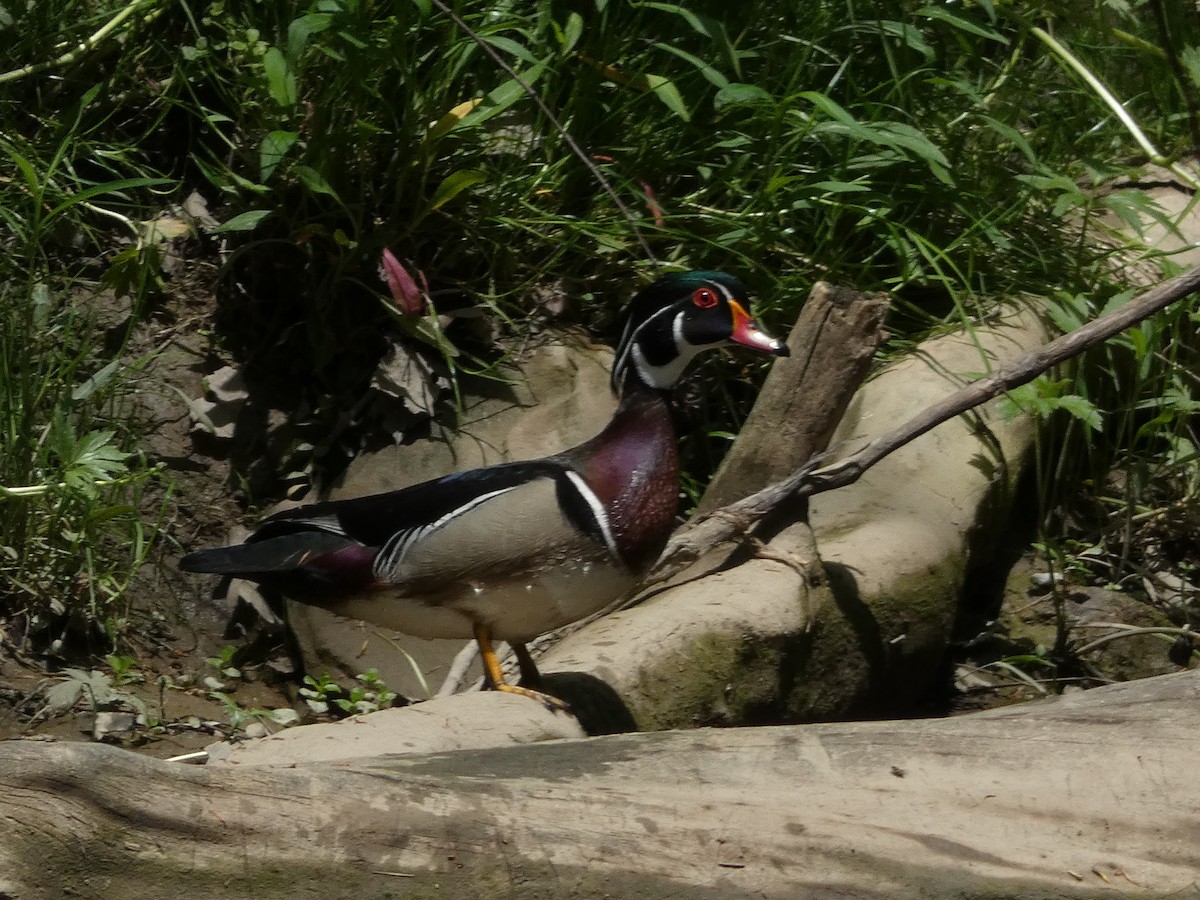 Wood Duck - Allen Rand