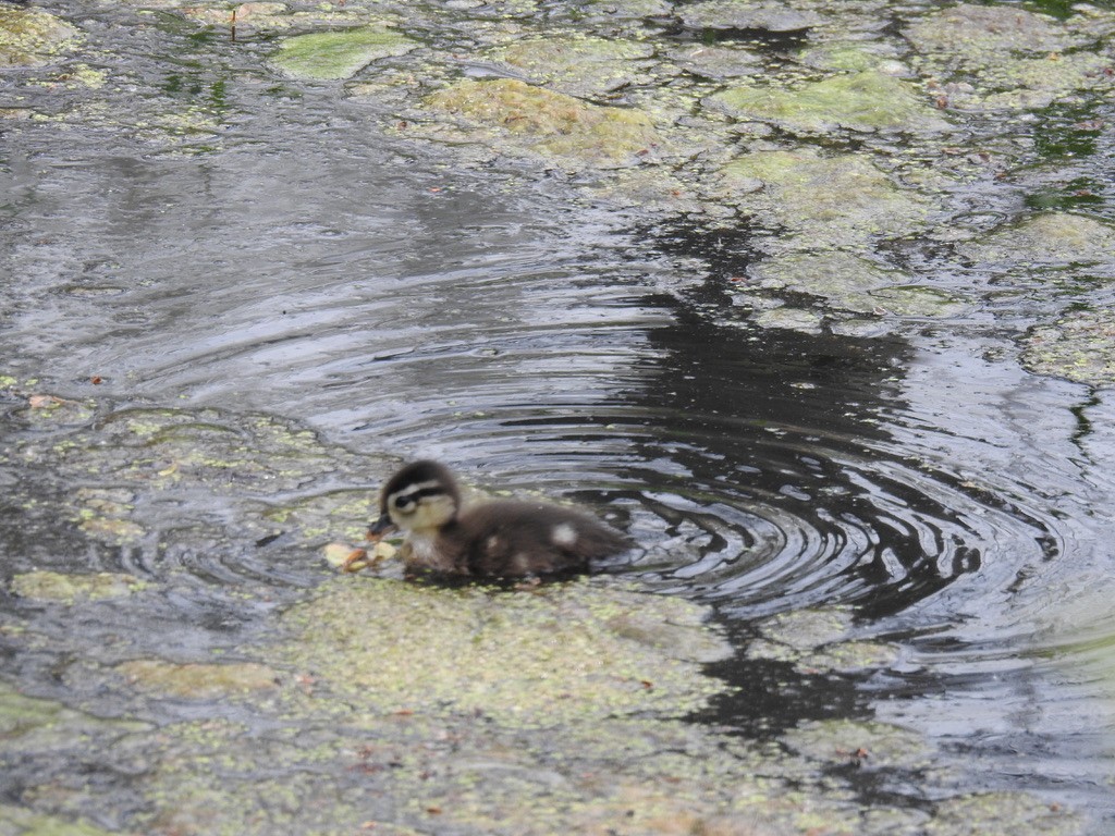 Wood Duck - ML340707511