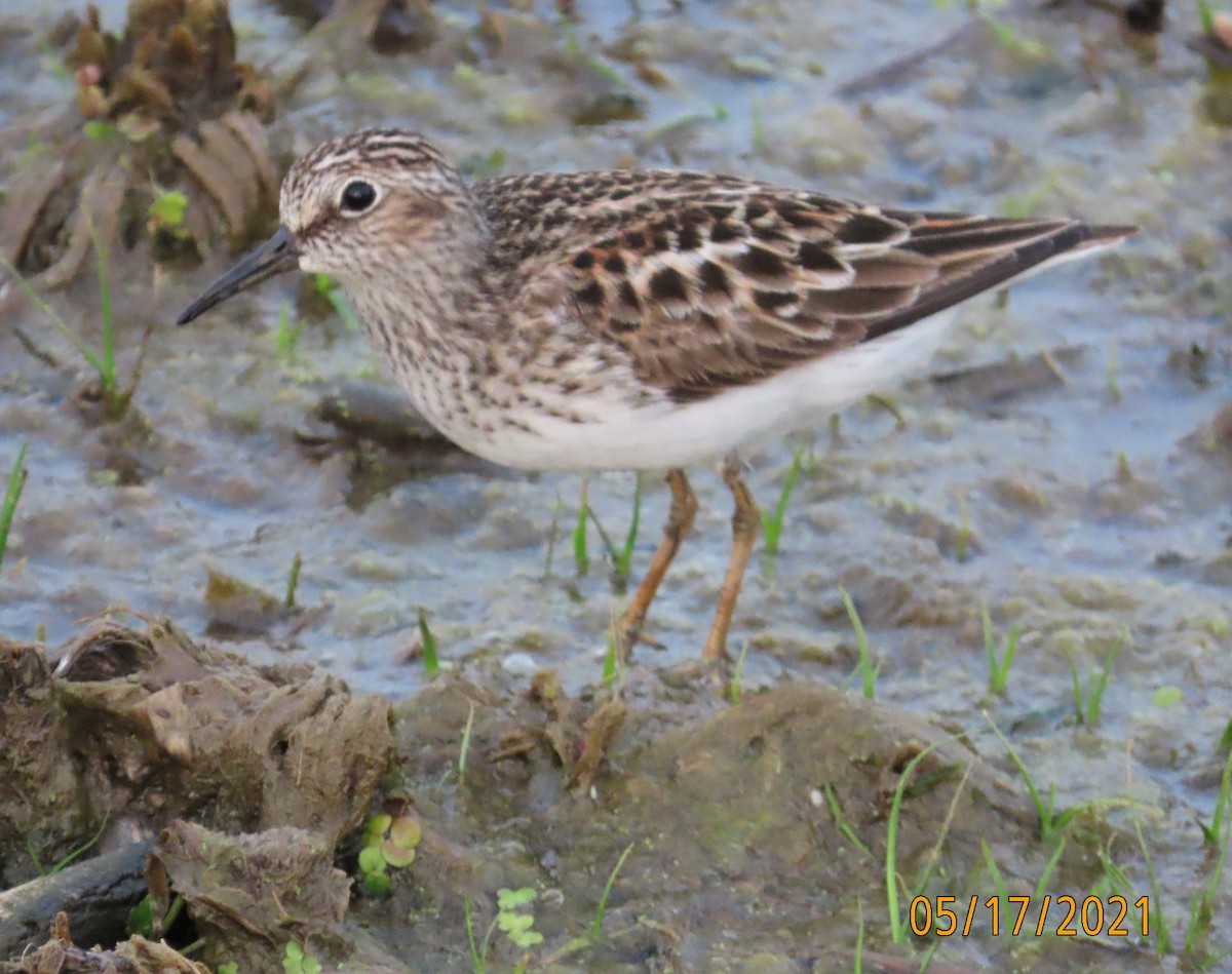 Least Sandpiper - ML340708871