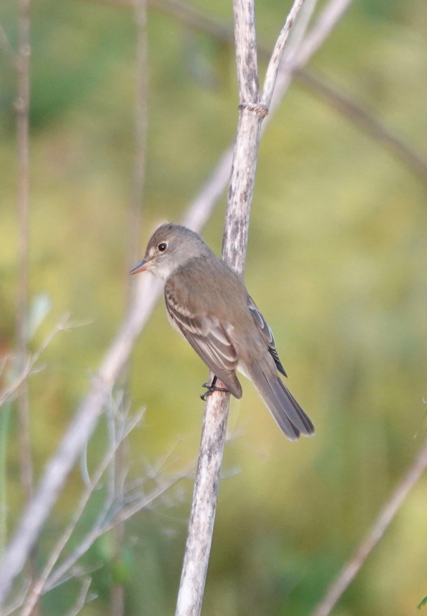Alder Flycatcher - ML340709351