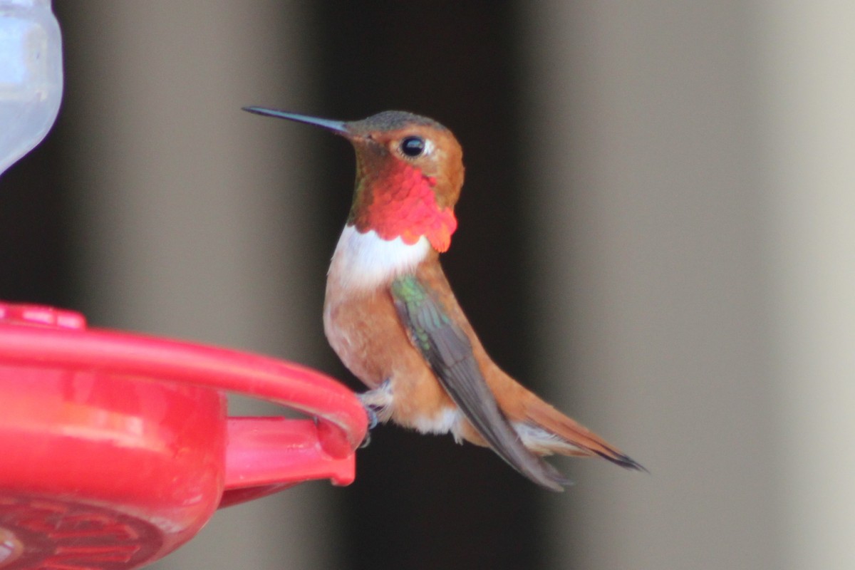 Rufous Hummingbird - Sean Cozart