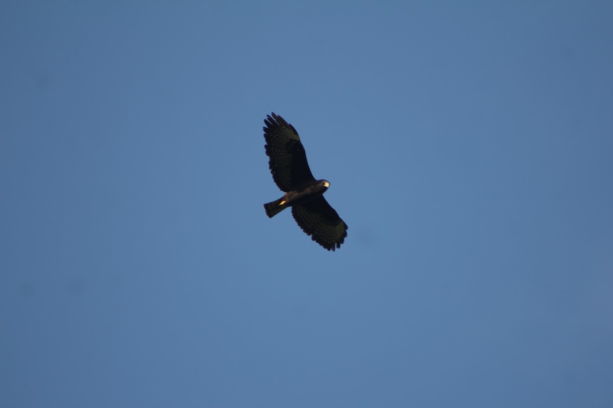 Zone-tailed Hawk - ML340709731