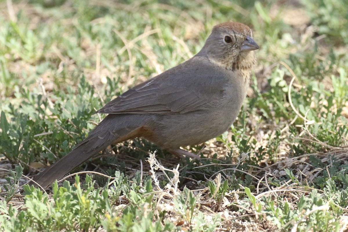 Canyon Towhee - Brook OConnor