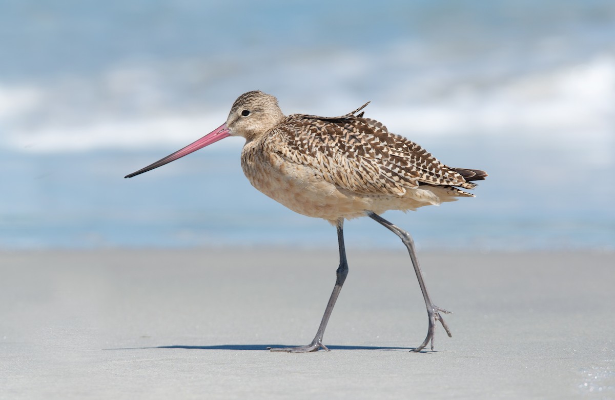 Marbled Godwit - Frank Lehman
