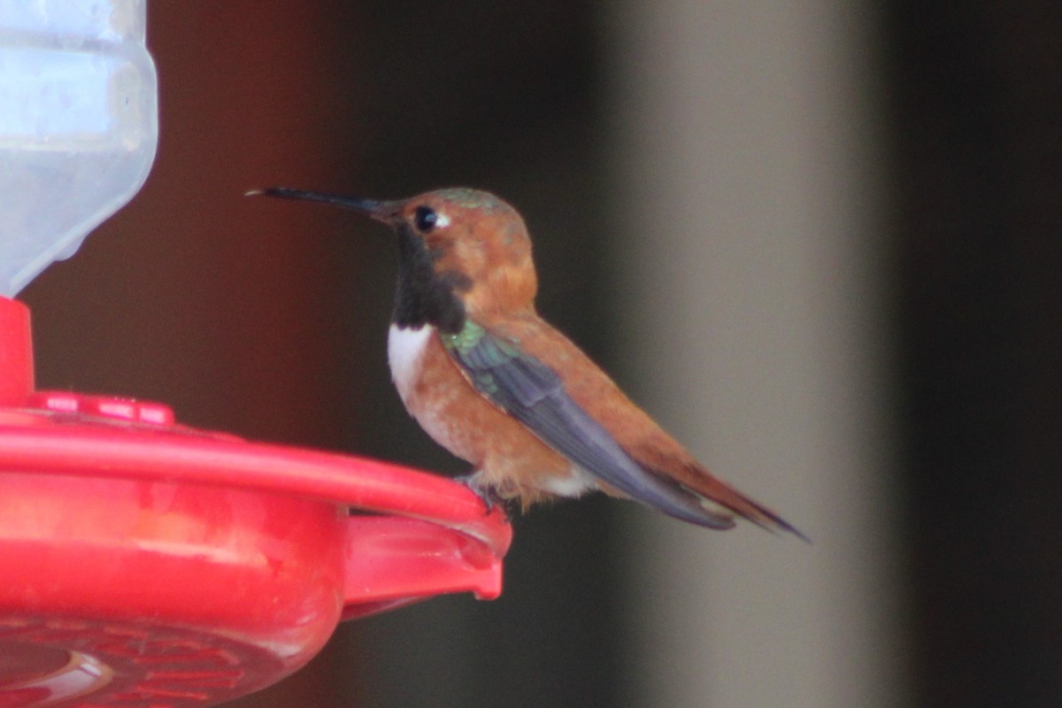 Rufous Hummingbird - ML340711051