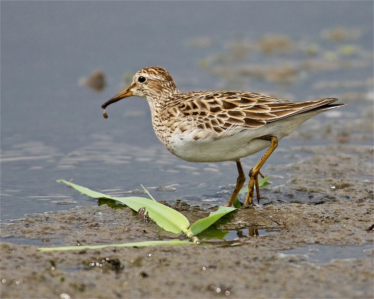 Pectoral Sandpiper - Jack & Holly Bartholmai