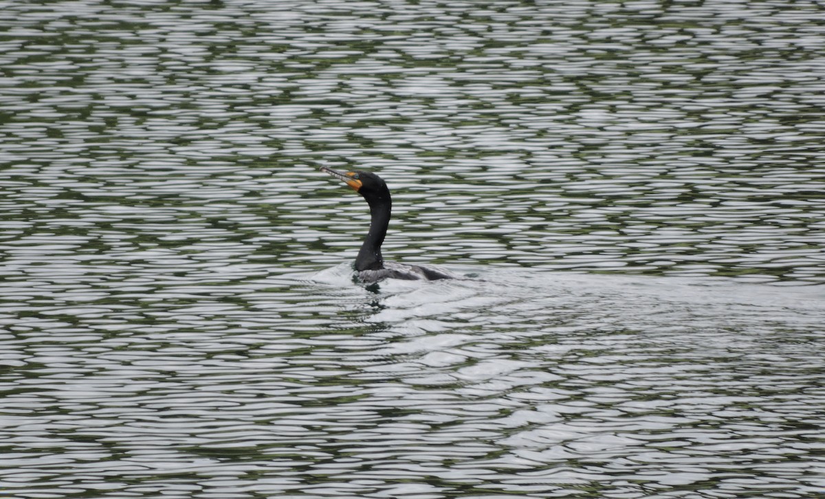 Double-crested Cormorant - Daniel Casey