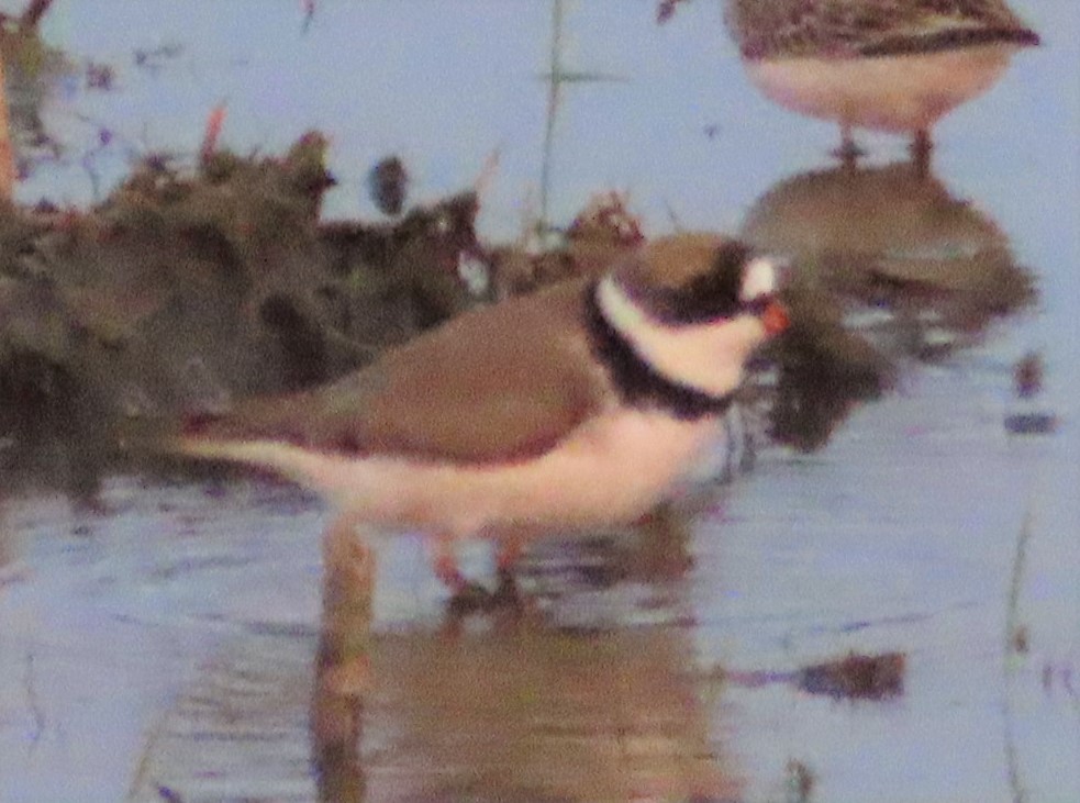Semipalmated Plover - ML340711761