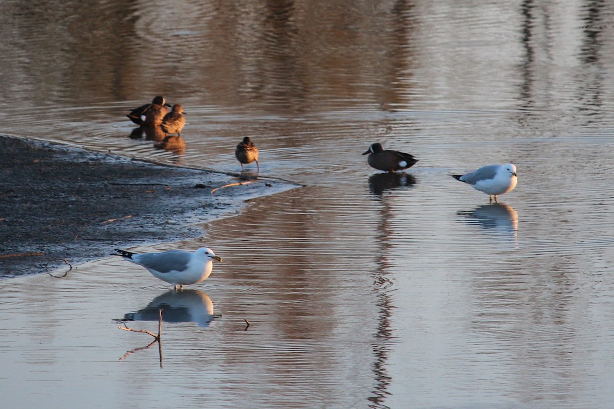 Ring-billed Gull - ML340713731