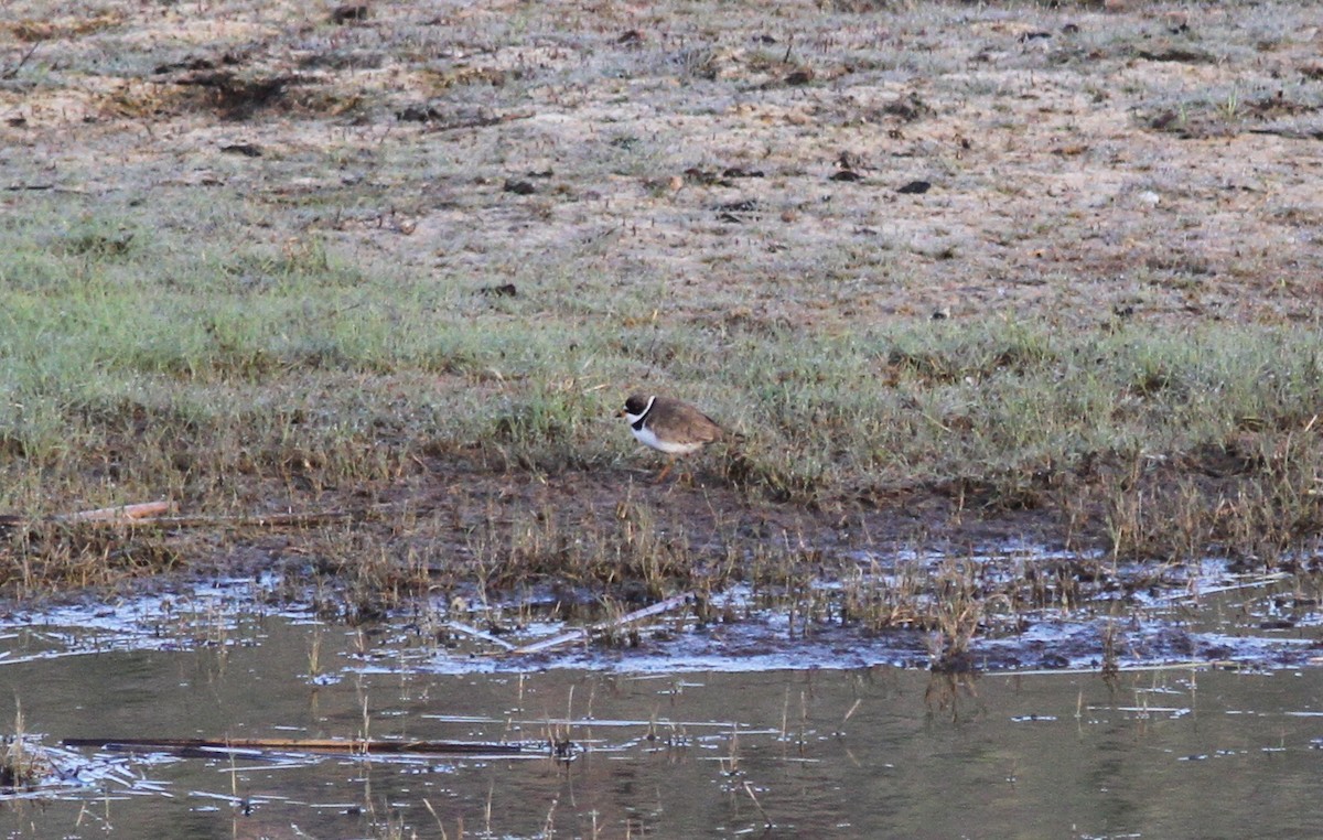 Semipalmated Plover - ML340714761