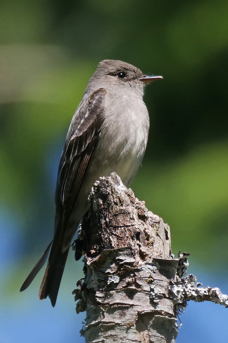 Western Wood-Pewee - ML340715171