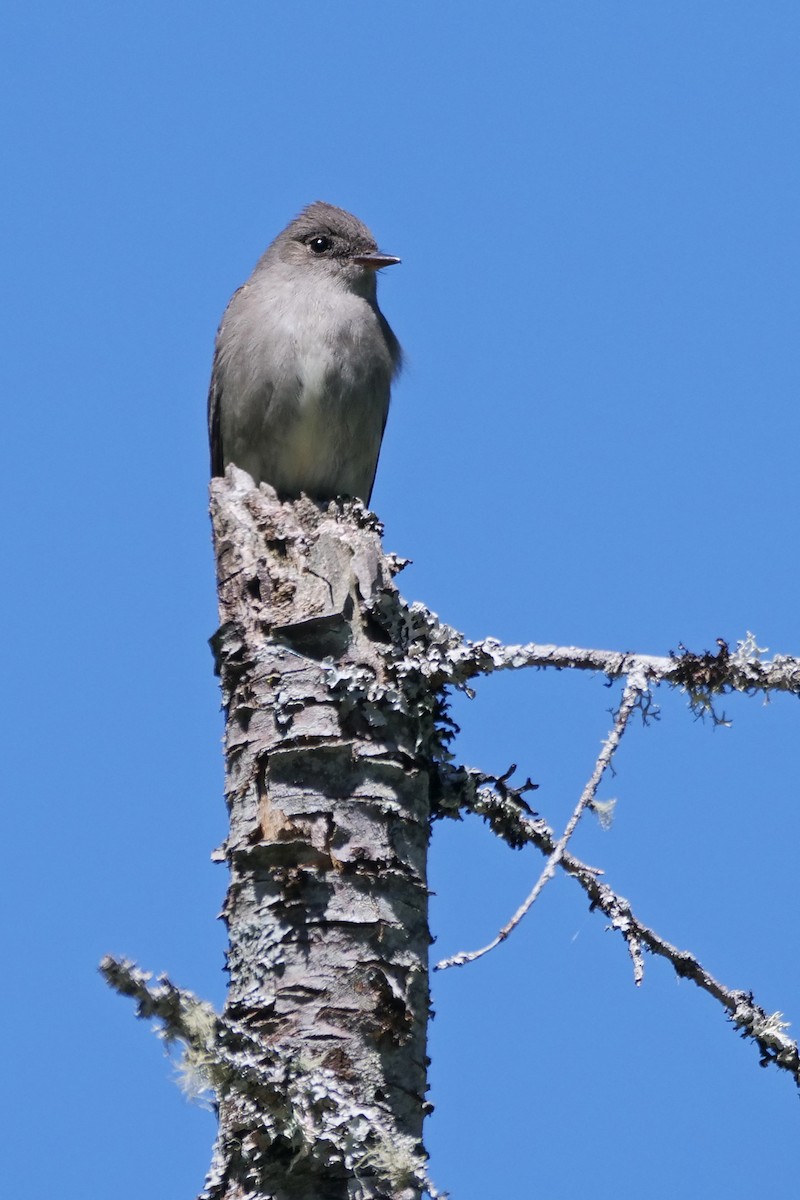 Western Wood-Pewee - ML340715181