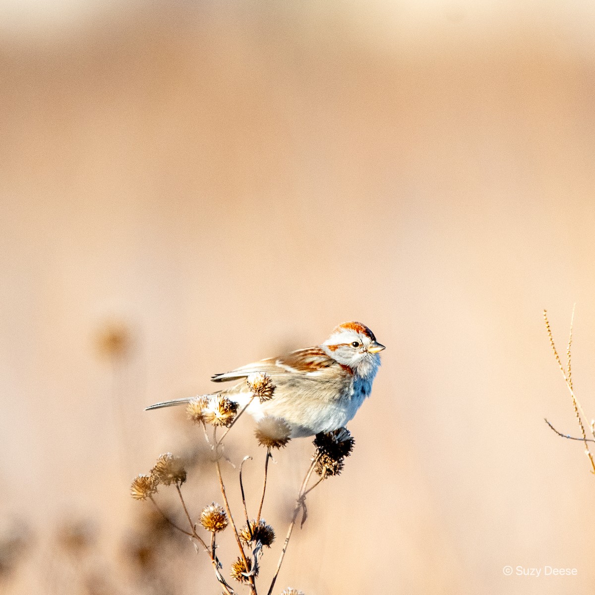 American Tree Sparrow - ML340717141