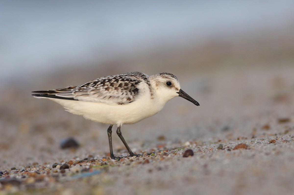 Sanderling - Jonathan Eckerson