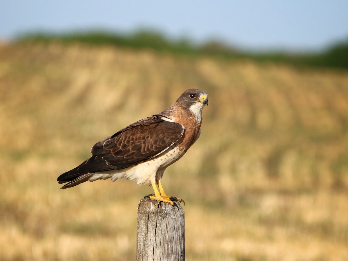 Swainson's Hawk - ML340719091