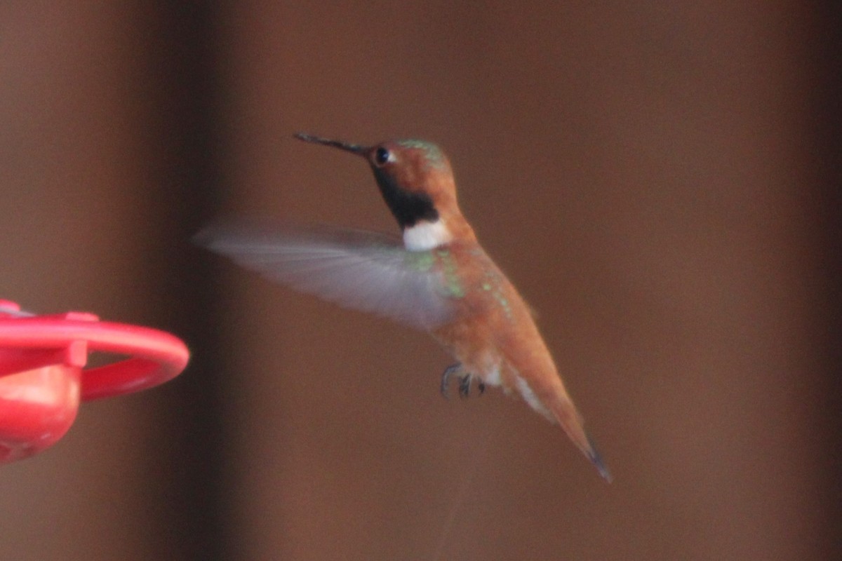 Rufous Hummingbird - ML340719421