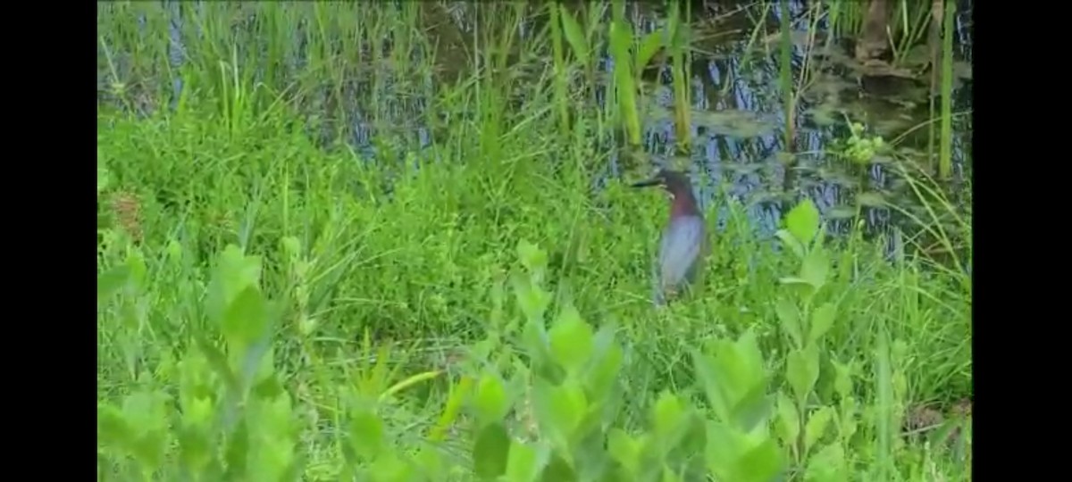 Green Heron - ML340719661