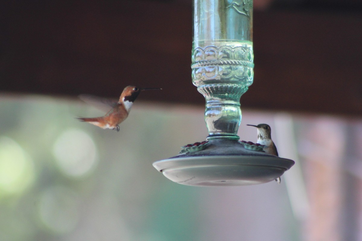 Rufous Hummingbird - ML340719681