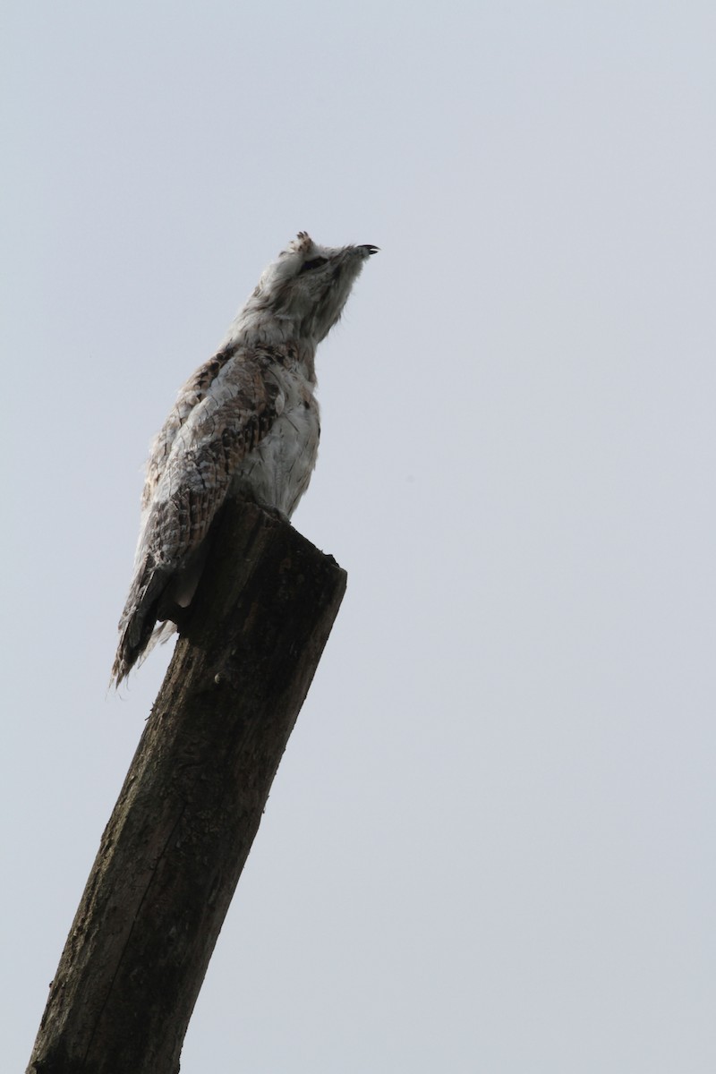 Northern Potoo - ML34072021