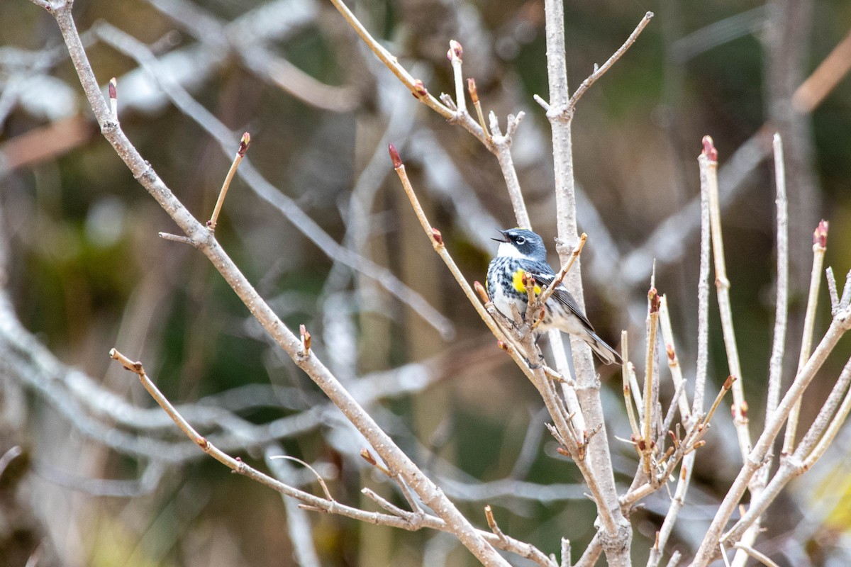 Yellow-rumped Warbler (Myrtle) - ML340720571