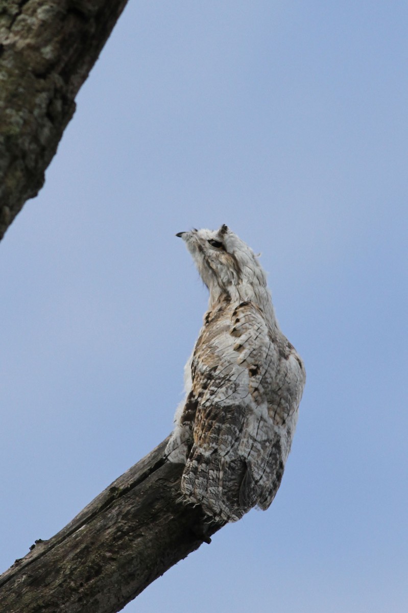 Northern Potoo - ML34072091