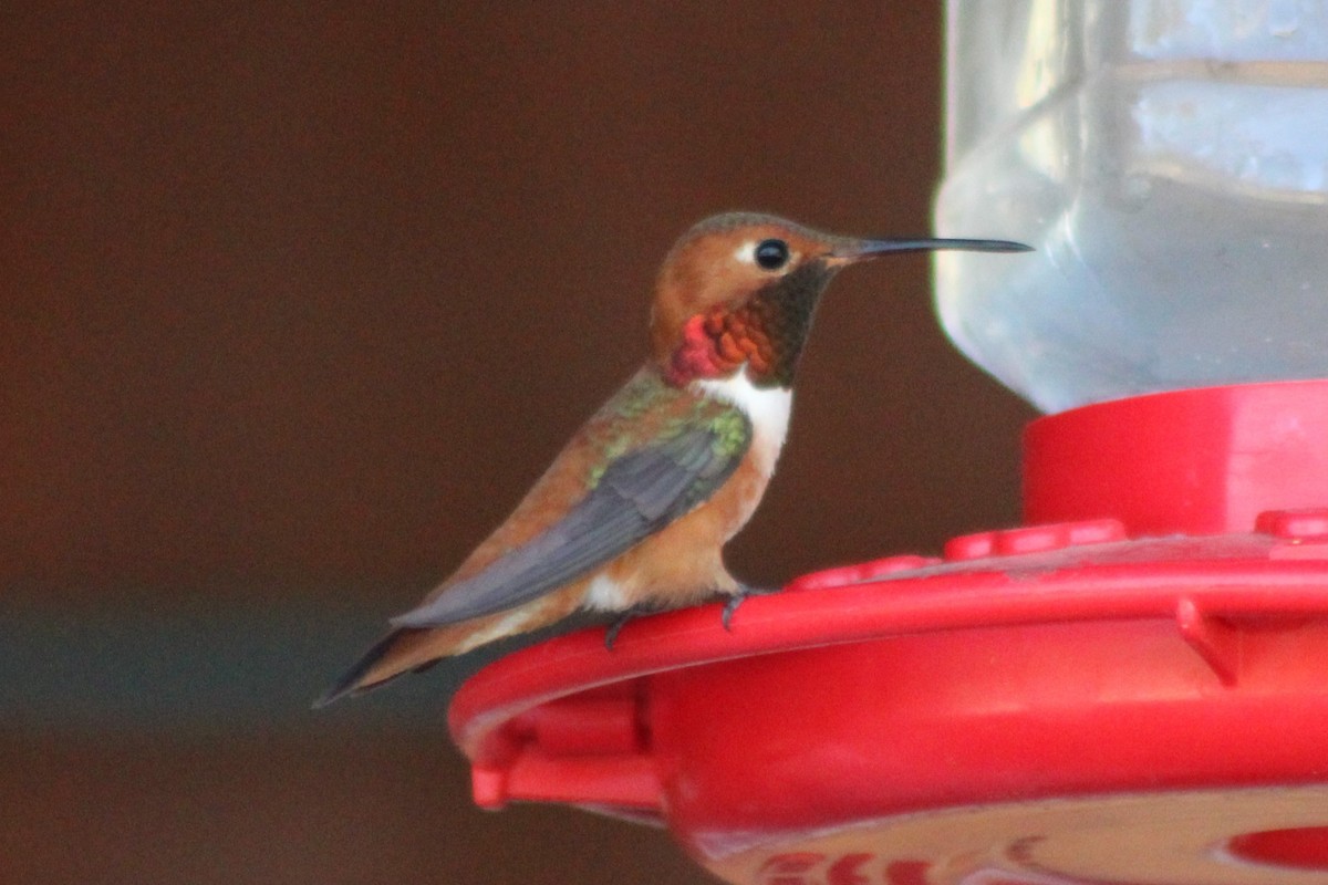 Rufous Hummingbird - ML340722681