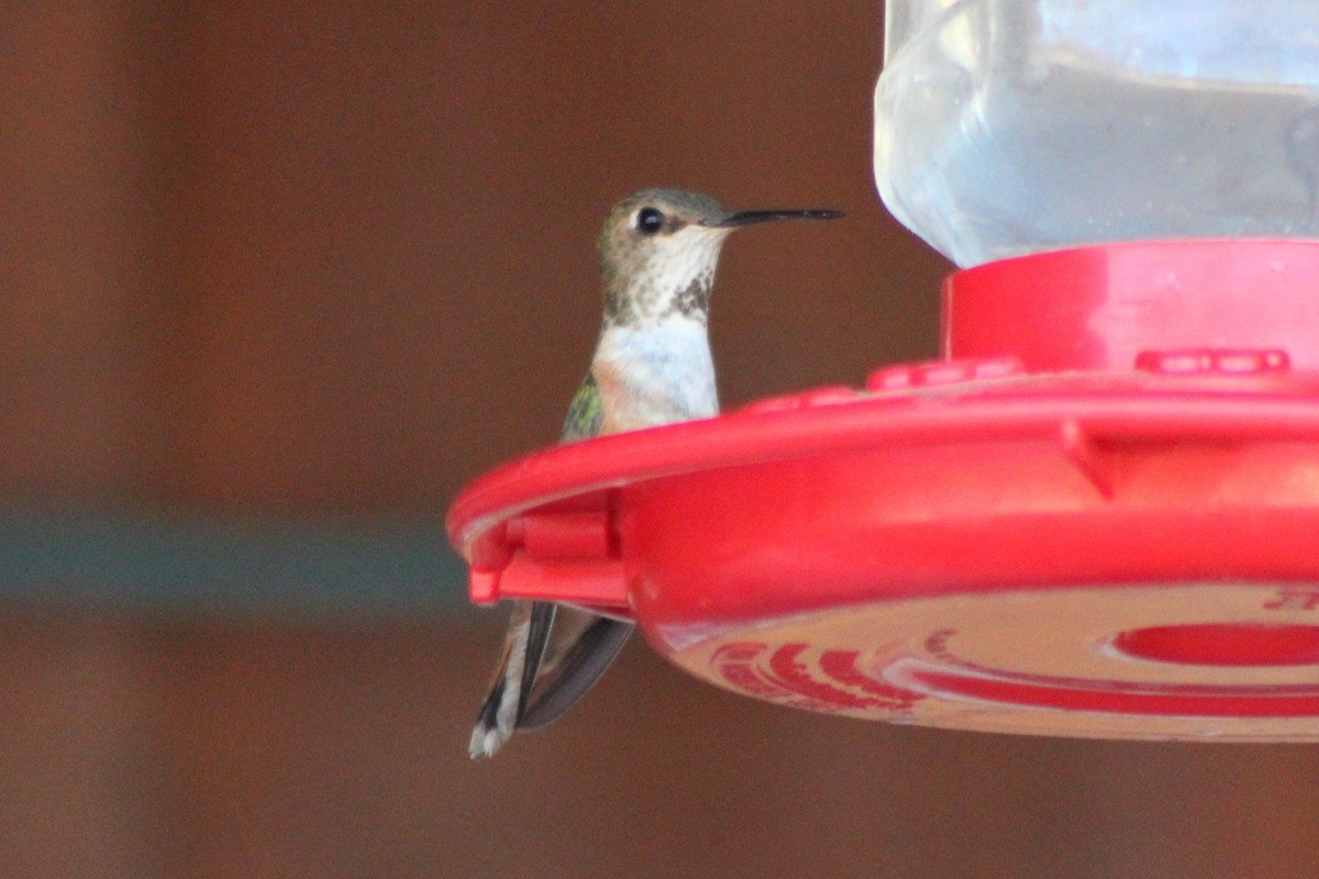 Rufous Hummingbird - ML340722781