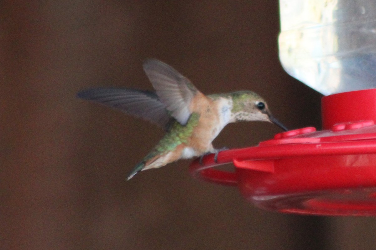 Rufous Hummingbird - ML340724471