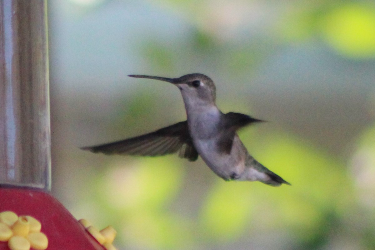 Black-chinned Hummingbird - ML340724741
