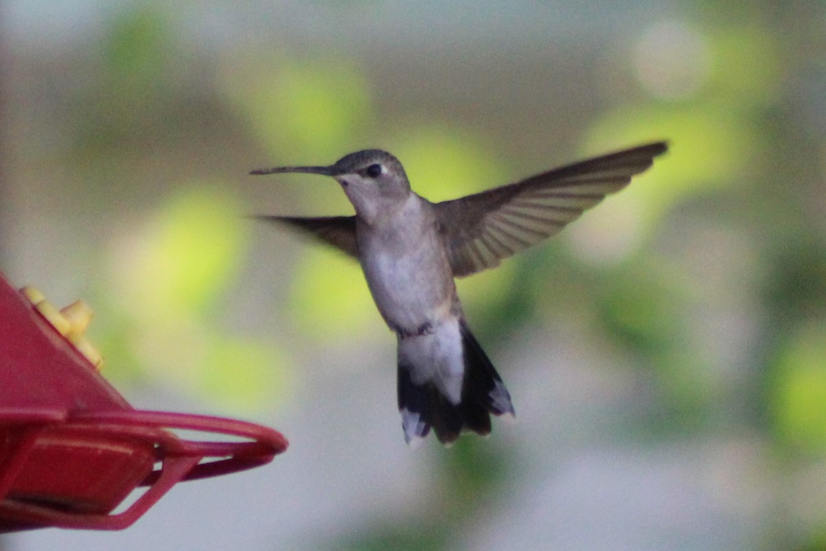 Black-chinned Hummingbird - Sean Cozart